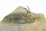 Short Trident Walliserops Trilobite - Timrzit, Morocco #350486-1